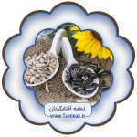 تخمه آفتابگردان