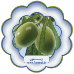 زیتون